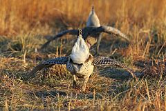 Sharp-tailed Grouse